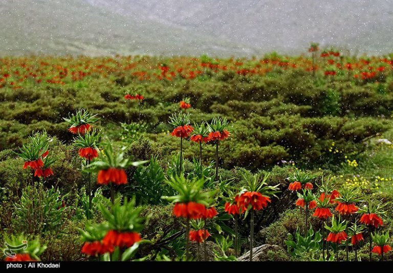 نمایی از دشت لاله های واژگون واقع در روستای دره بید در استان اصفهان