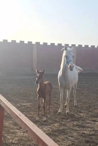 تصویر باشگاه سوارکاری نیاوران اصفهان، محیط آموزش سوارکاری و نگهداری اسب- در اصفهان کجاست